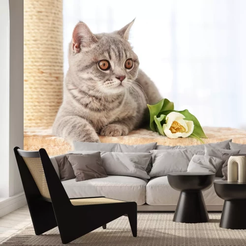 Fotobehang Grijze kat op een krabpaal