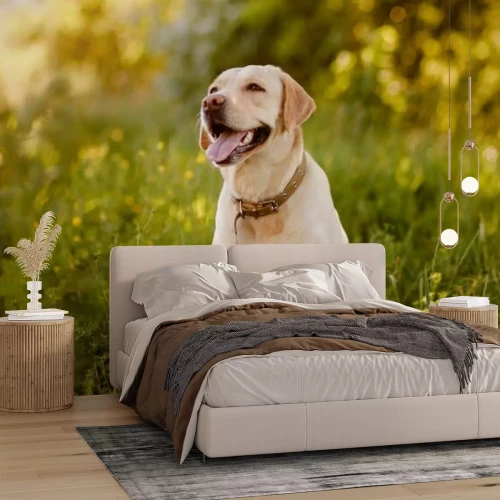 Fotobehang Een gele labrador speelt in een groene weide