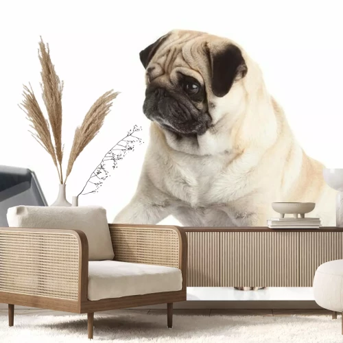 Sticker Pug Hond met laptop.