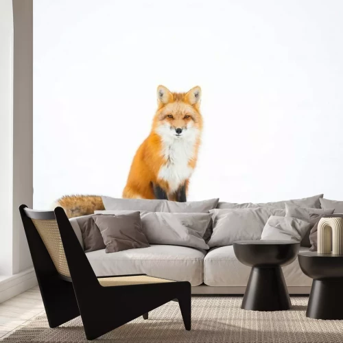 Fotobehang Rosse vos op witte achtergrond