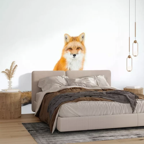 Sticker Rosse vos op witte achtergrond