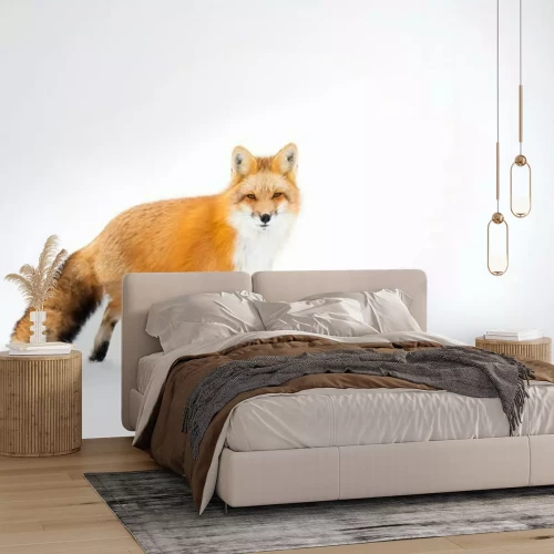 Fotobehang Vos op een witte achtergrond