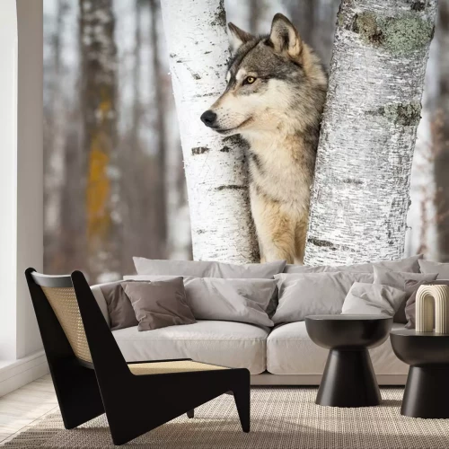 Fotobehang Grey Wolf (Canis lupus) Tussen bomen Links kijkend