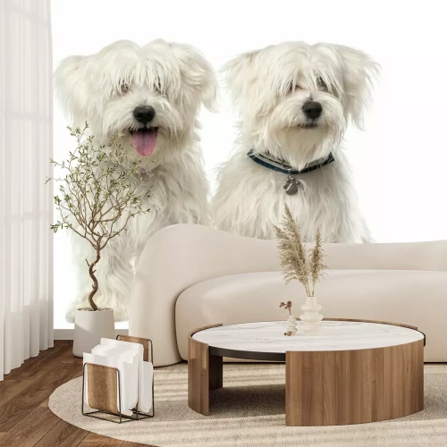 Sticker Twee Maltese hond, 2 jaar oud, zitten