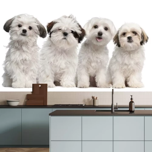 Sticker Groep van Shih Tzu en Maltese puppy vergadering en op zoek