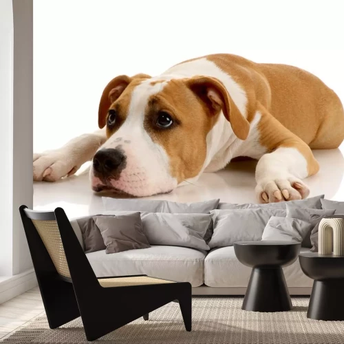 Sticker Gesplikkelde hond op witte achtergrond