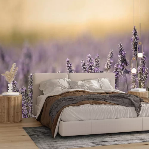 Fotobehang Weide vol lavendel