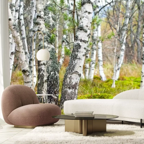 Fotobehang Berken en mos