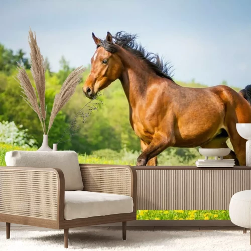 Fotobehang Energiek zwart paard
