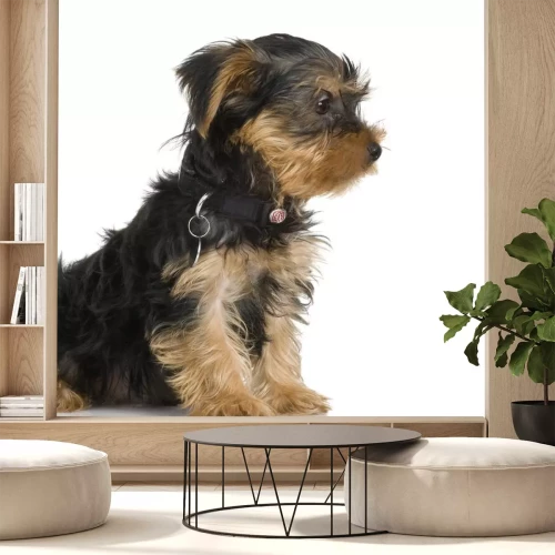 Sticker pupyy Yorkshire Terrier voor een witte achtergrond