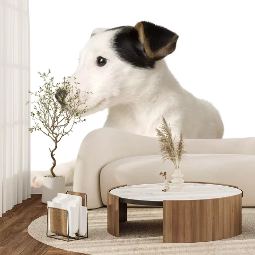 Sticker Puppy Jack russel voor een witte achtergrond