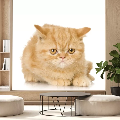 Sticker Gember Perzische kat kitten voor een witte achtergrond