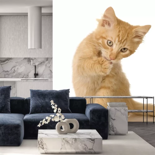 Sticker Ginger Cat kitten zich wassen in de voorkant van een witte achtergrond
