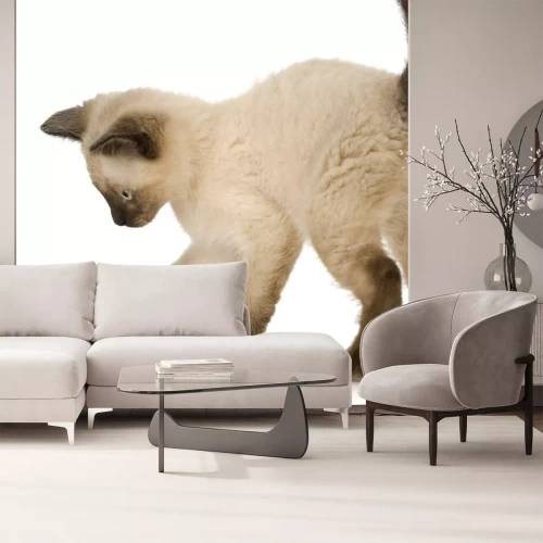 Sticker Siamese kitten voor een witte achtergrond