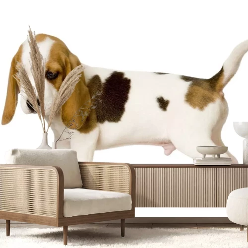 Sticker Brak voor witte achtergrond