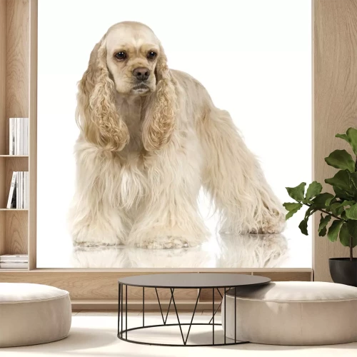 Sticker Cocker Spaniel Ras tegenover een witte achtergrond