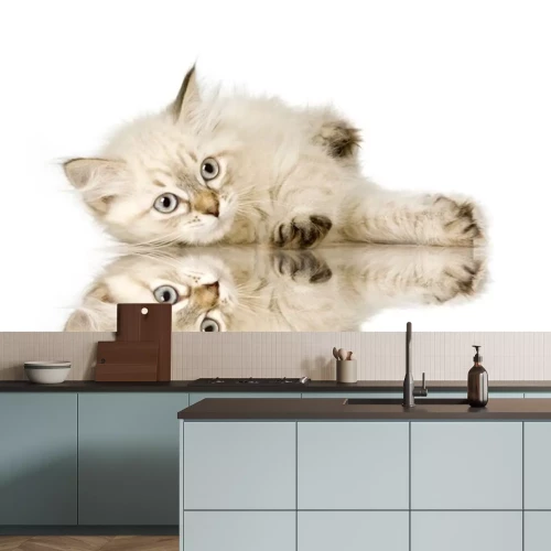 Sticker Blu-tabby-point Birmaan kitten voor een witte achtergrond