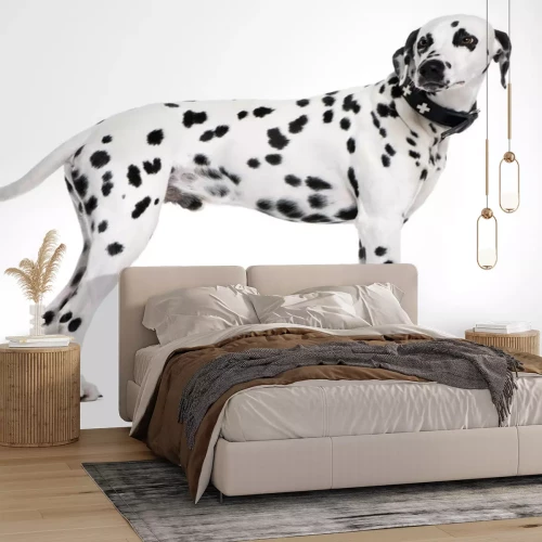 Sticker Dalmatische, 2 jaar oud, permanent voor witte achtergrond