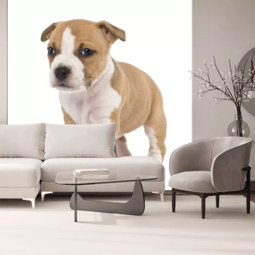 Sticker Portret van de Amerikaanse Staffordshire Terrier Puppy wandelen