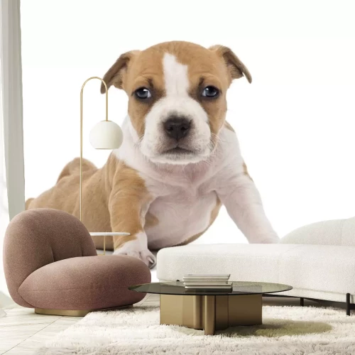 Sticker Portret van de Amerikaanse Staffordshire Terrier Puppy liggen