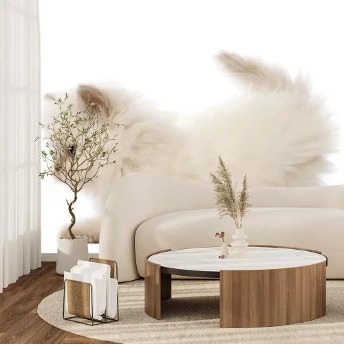 Sticker Britse Longhair kitten, 5 weken oud