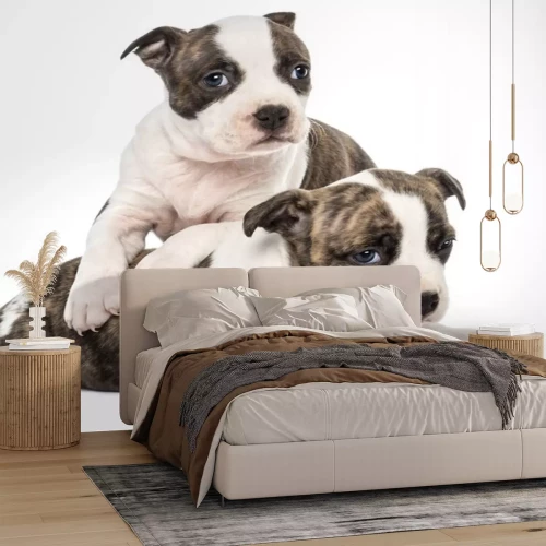 Sticker Portret van de Amerikaanse Staffordshire Terrier Puppy liggen