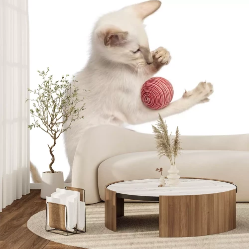 Sticker Oosterse korthaar kitten, 9 weken oud, spelen met de bal