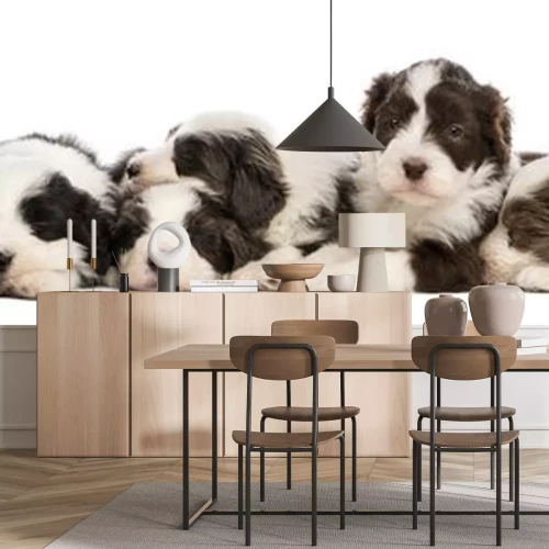 Sticker Groep Bearded Collie puppies, 6 weken oud, slapen in een rij