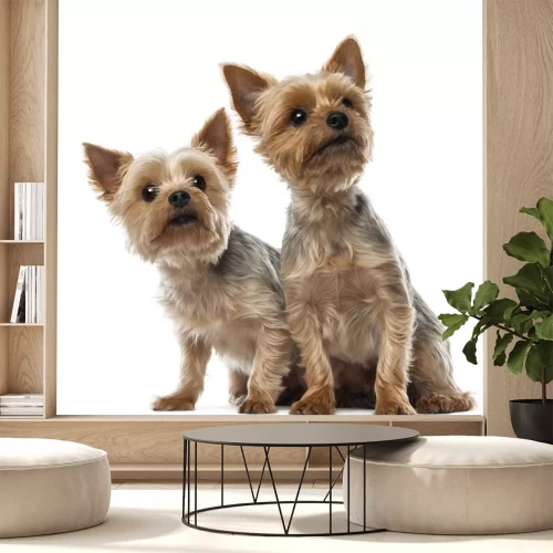 Sticker Twee Yorkshire Terriers zitten en wegkijken
