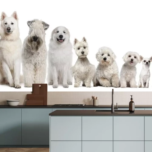 Sticker Groep witte honden zitten, van groter naar kleiner