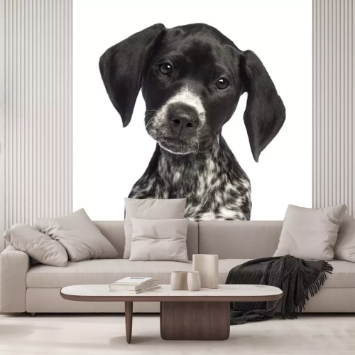 Sticker Duitse staande hond, 10 weken oud, close-up