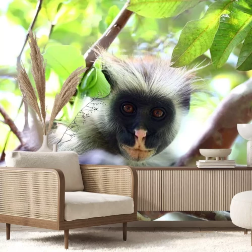 Sticker Zanzibar Collobus Aap