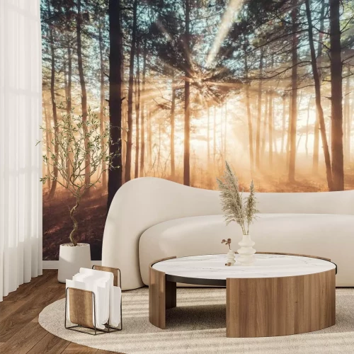 Fotobehang De zon schijnt door het dennenbos