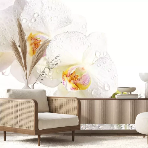 Sticker Witte bloem in de ochtenddauw