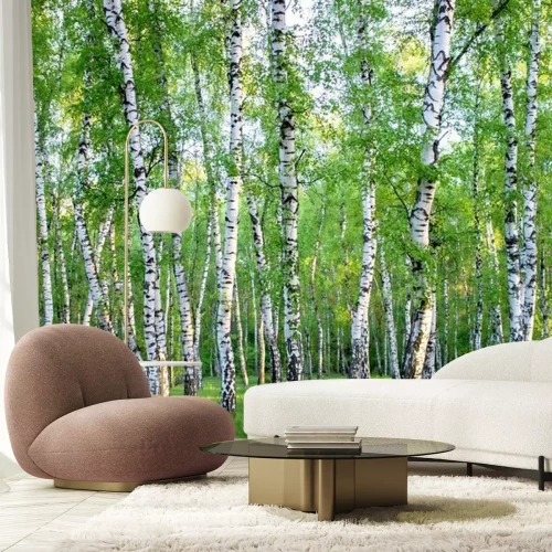 Fotobehang Berkenbosje in het bos