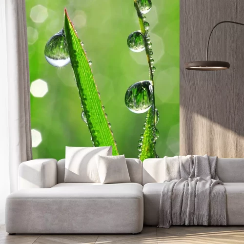 Sticker Vers gras met dauw daalt dicht omhoog