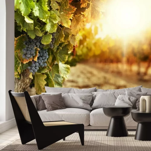 Fotobehang Wijngaarden bij zonsondergang
