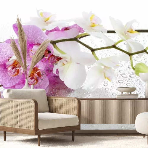 Fotobehang Roze en witte orchideeën bedekt met waterdruppels