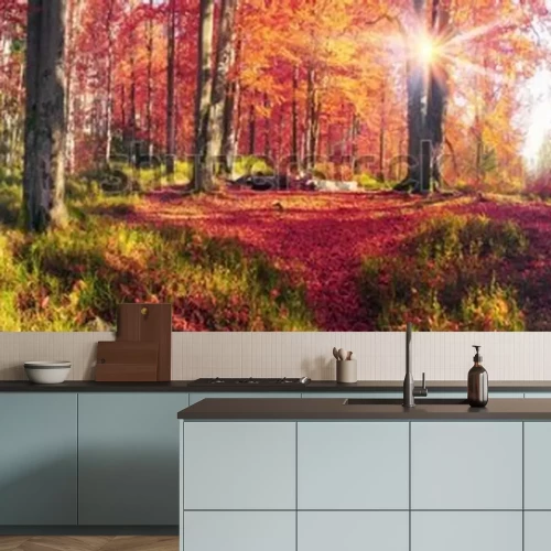 Fotobehang Herfstboslandschap in de ochtend met kleurrijke bladeren