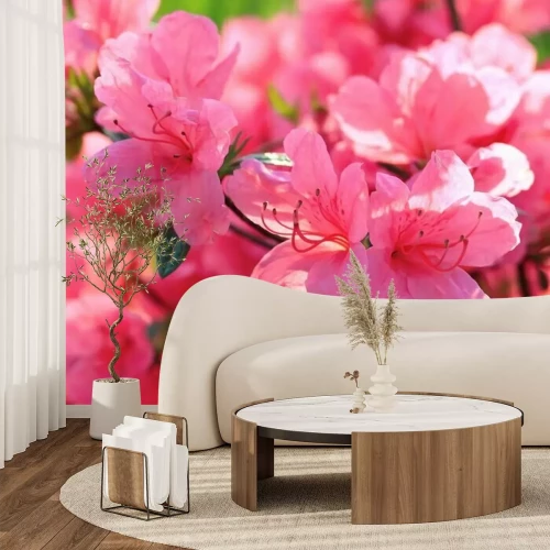 Fotobehang Mooie roze bloemen close-up