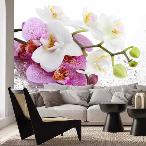Fotobehang Prachtige orchideeën met druppels op de achtergrond, macrofotografie