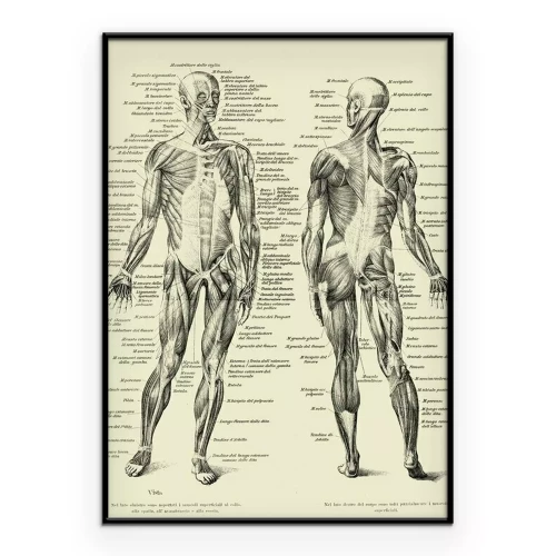 Poster Vintage anatomisch bord