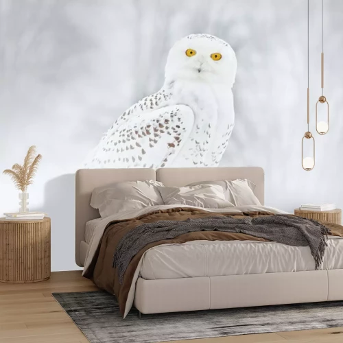 Fotobehang Witte uil op een heldere achtergrond