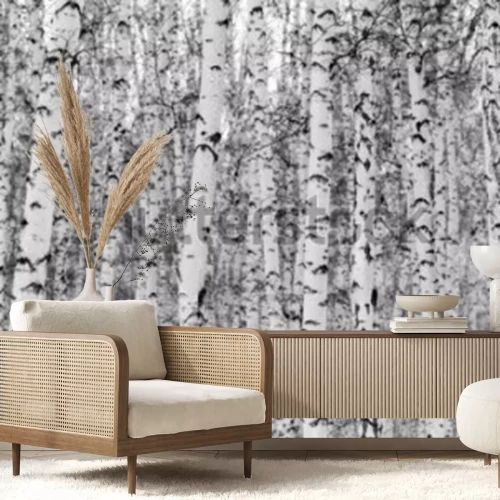 Sticker Landschap van de berk het boswinter, zwart-witte foto