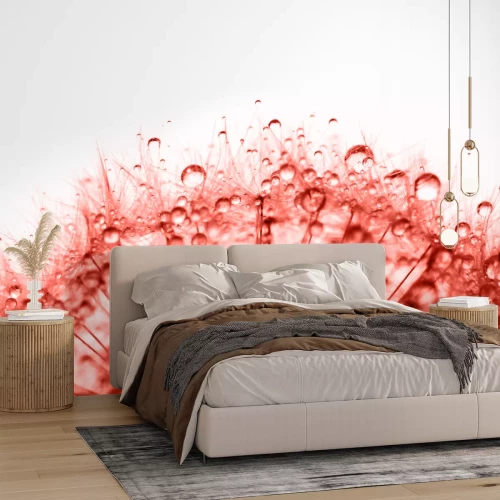 Fotobehang Rode paardenbloem met druppels