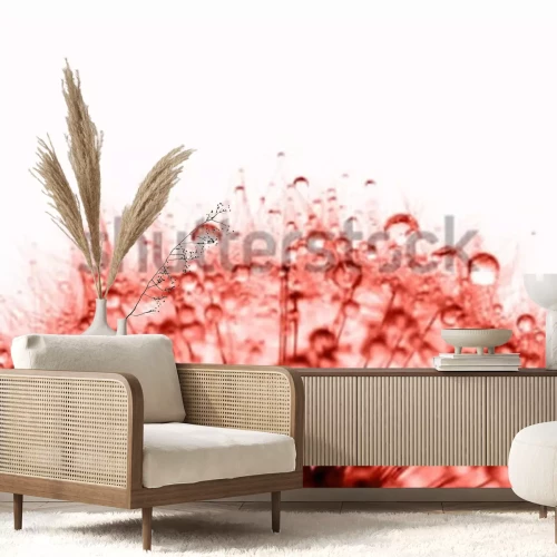 Fotobehang Rode paardenbloem met druppels