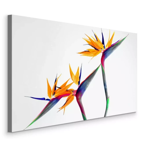 Canvas Paradijsvogelstrelitzia in bloei