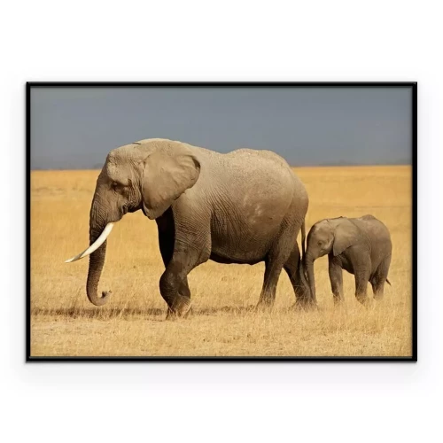 Poster Afrikaanse olifant met kalf, Amboseli National Park