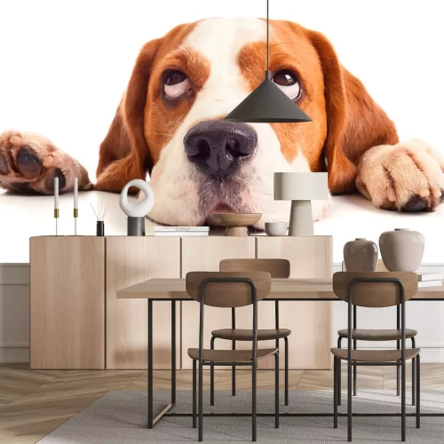 Sticker beagle hoofd geÃ ¯ soleerd op wit