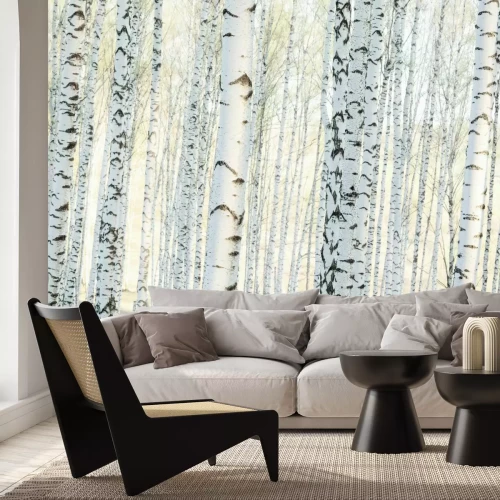 Fotobehang Landschap van een berkenbos in de ochtend